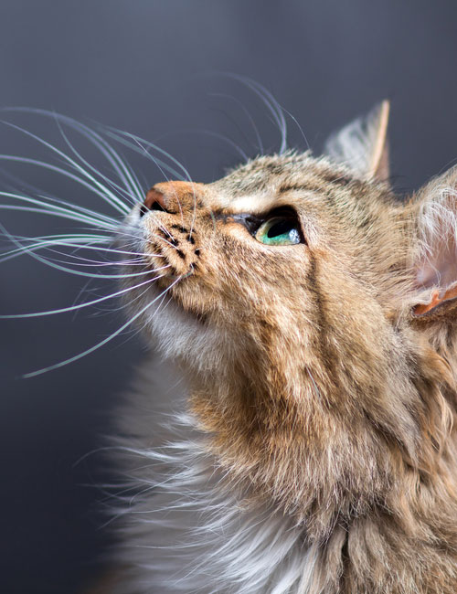 portrait of a beautiful cat
