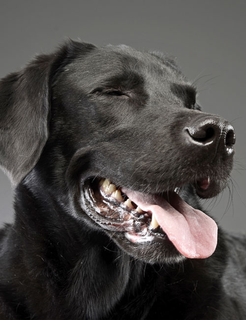 Portrait of an adorable mixed breed dog, studio shot, isolated on grey.