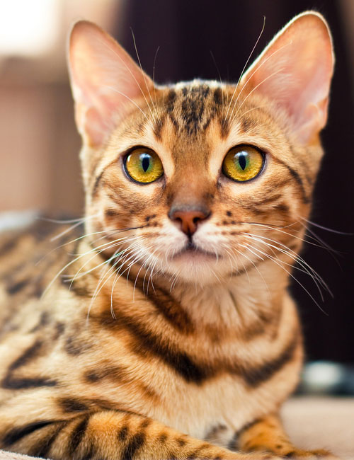 Bengal cat