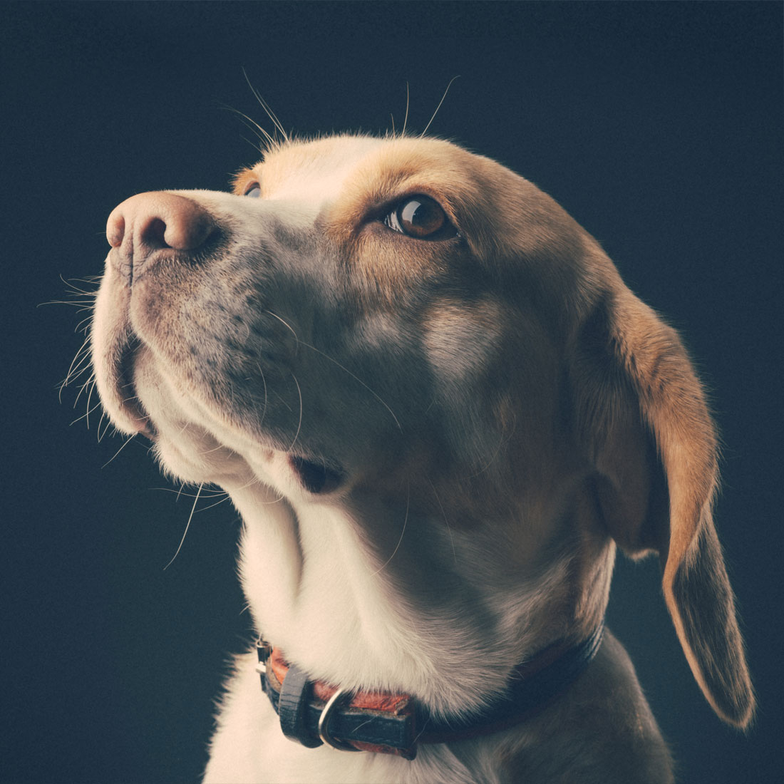 Image of a dog staring to the left.