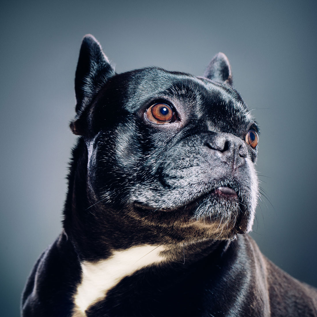 Photo of dog on blue background staring into distance.