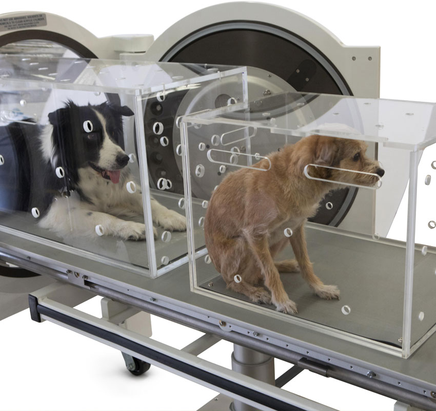 Hyperbaric Chamber Vet in Woodhaven Woodhaven Animal Hospital